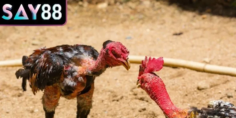 Tìm hiểu cơ hội đặt cược phía gà khách