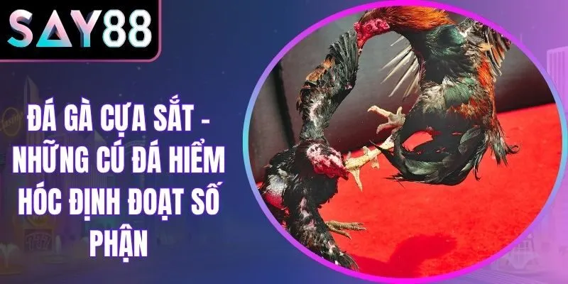 Đá Gà Cựa Sắt - Những Cú Đá Hiểm Hóc Định Đoạt Số Phận