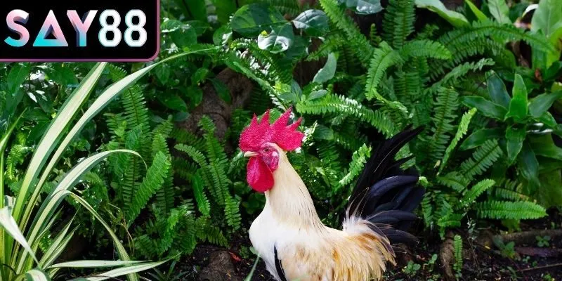 Chọi kê tre cùng lối đánh tốc độ
