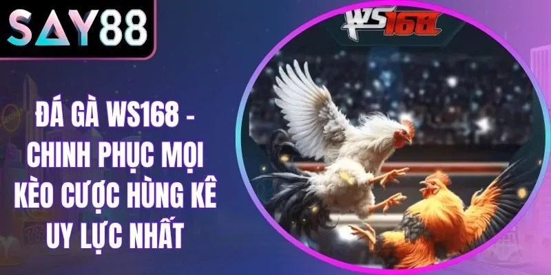Đá Gà WS168 - Chinh Phục Mọi Kèo Cược Hùng Kê Uy Lực Nhất
